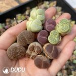 15-20MM Lithops Mixed 500pcs