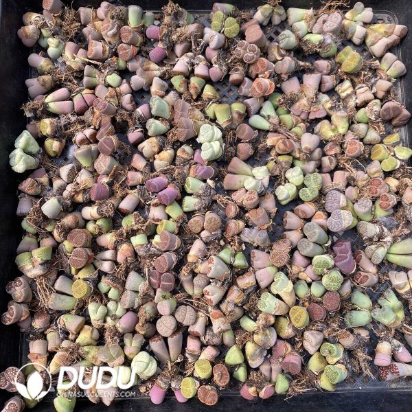 15-20MM Lithops Mixed 500pcs - Image 3
