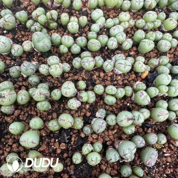 Conophytum Dragon Princess Clustering 4 Heads - Image 1