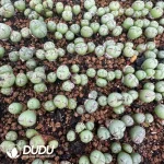 Conophytum Dragon Princess Clustering 5 Heads