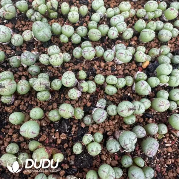 1756121395-e201-766.webp Conophytum Dragon Princess Clustering 5 Heads - Image 1