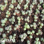 Conophytum Dragon Princess Clustering 5 Heads - Image 2