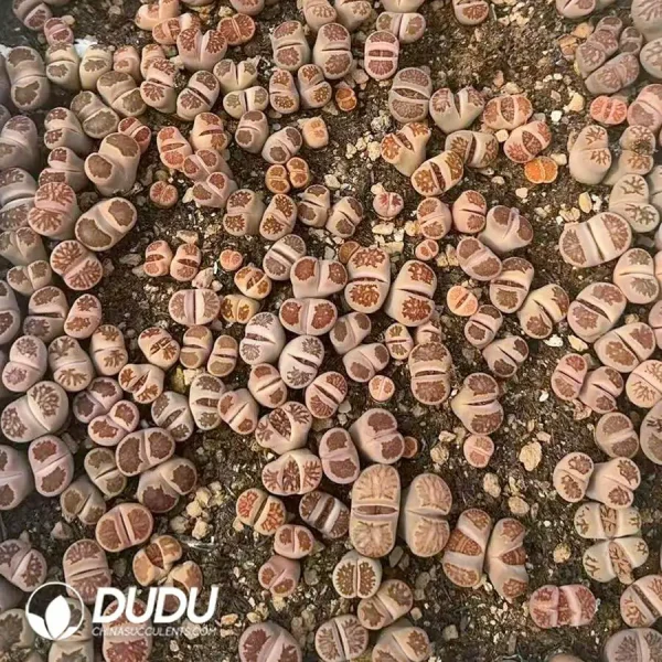 Comic Chrysanthemum Mother born 150-200pcs - Image 1