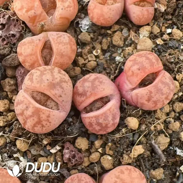 Lithops coleorum C396 Double Head - Image 1