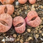 Lithops coleorum C396 Double Head - Image 2