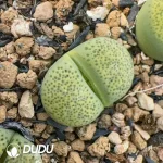 Lithops Green leopard print