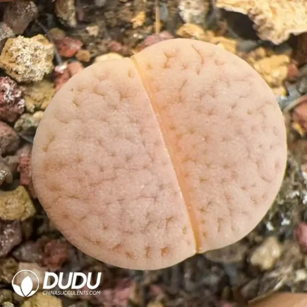 Lithops Pigskin Jade - Image 1