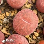 Lithops Wine Red Lingyao