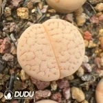 Lithops Pigskin Jade - Image 2