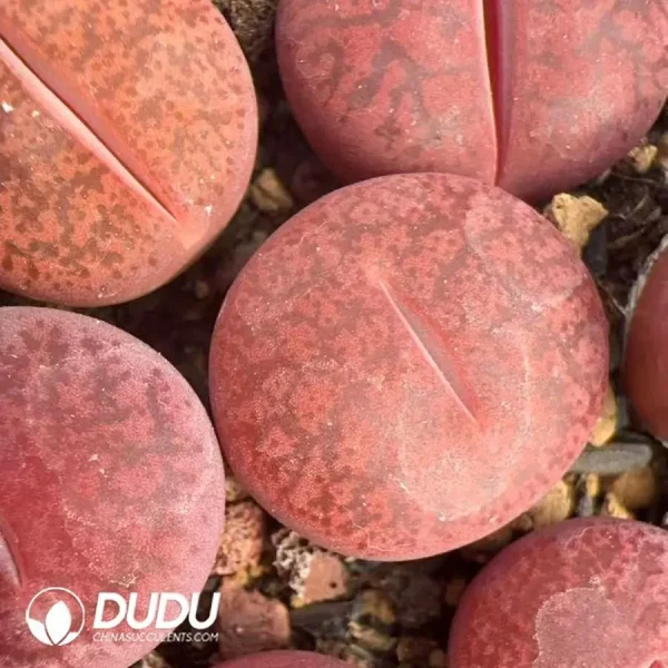 Lithops Wine Red Lingyao - Image 2
