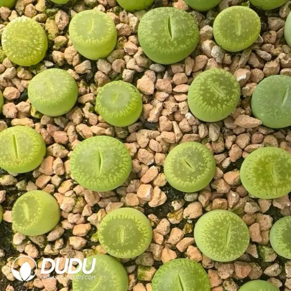 lithops Aucampaie Bellakitty - Image 1