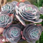 9Pcs Echeveria Red Pink Pagoda