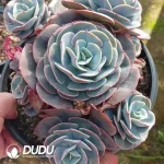 9Pcs Echeveria Red Pink Pagoda - Image 2