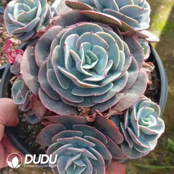 9Pcs Echeveria Red Pink Pagoda - Image 2