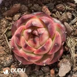 80Pcs Echeveria Moon Goddess