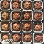 80Pcs Echeveria Moon Goddess - Image 2