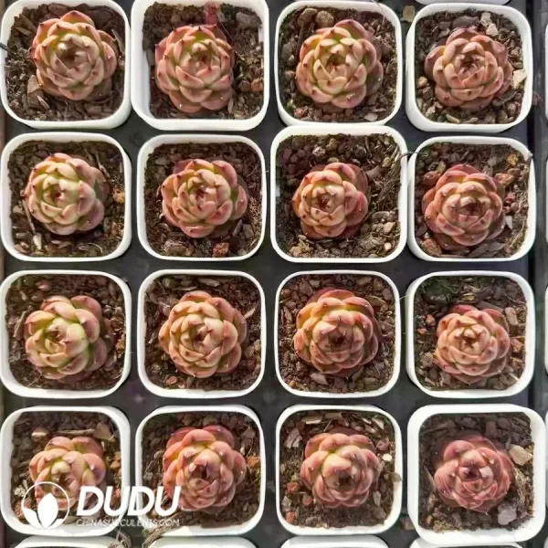 80Pcs Echeveria Moon Goddess - Image 2