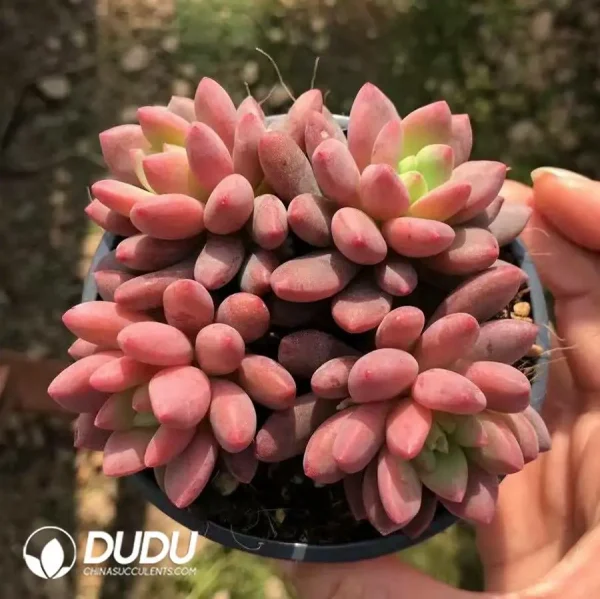 1756121472-e201-811.webp Echeveria Fireworks Beauty Four Head - Image 1