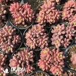 Echeveria Fireworks Beauty Four Head - Image 2