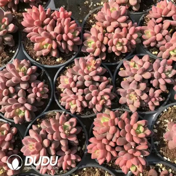 1756121473-e202-765.webp Echeveria Fireworks Beauty Four Head - Image 2