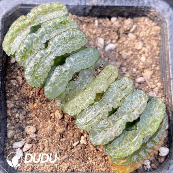 1756121482-1749192358-e201.jpg Haworthia Xi Ming Black Truncata - Image 1