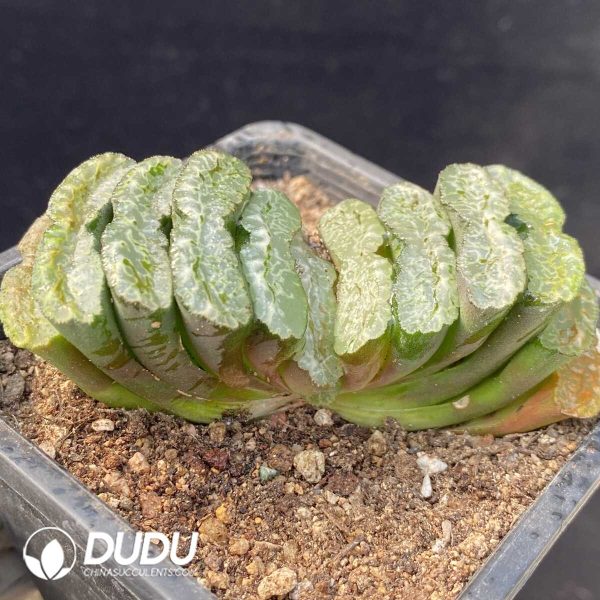 Haworthia Xi Ming Black Truncata - Image 2