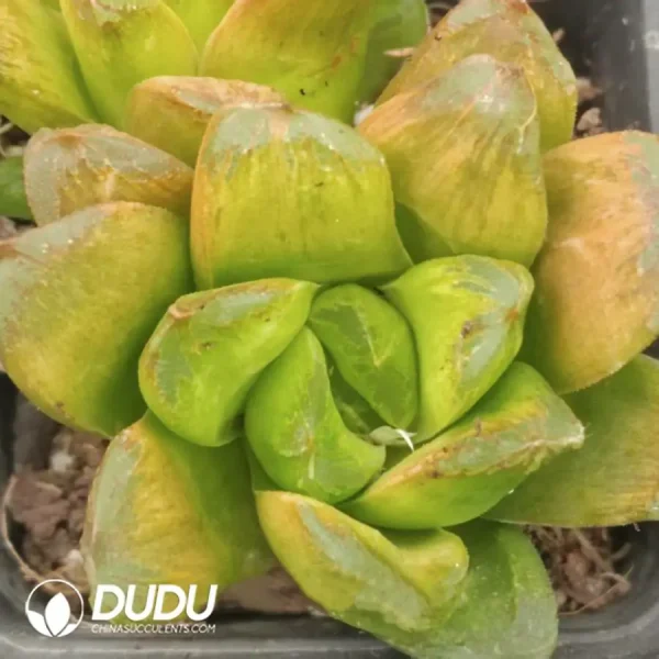 1756121485-e201-820.webp Haworthia Maughanii Mate Variegation - Image 1