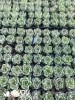 $0.25*105Pcs Echeveria Tuscany Seedlings(Mix & Match 5+)