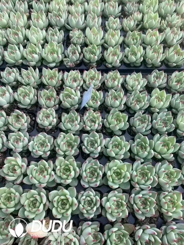 $0.25*105Pcs Echeveria Tuscany Seedlings(Mix & Match 5+) - Image 1