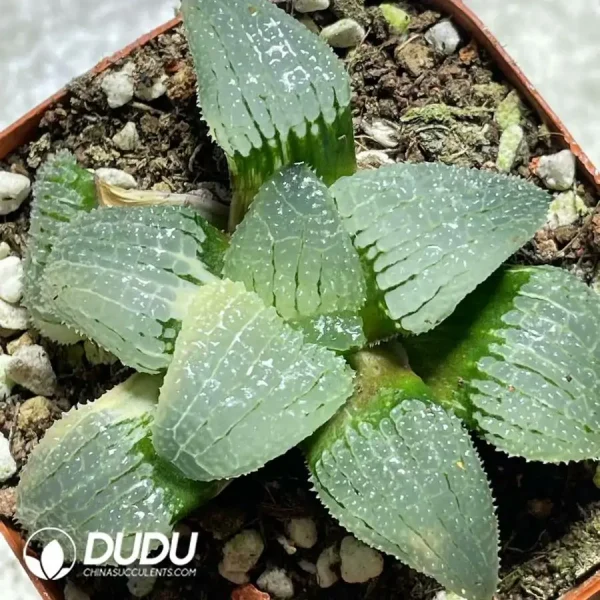 1756121491-e201-824.webp Haworthia Sky Mirror Variegated - Image 1