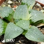 Haworthia Sky Mirror Variegated - Image 2