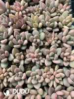 105Pcs Echeveria Peach Blossom Seedlings(Mix & Match 5+)