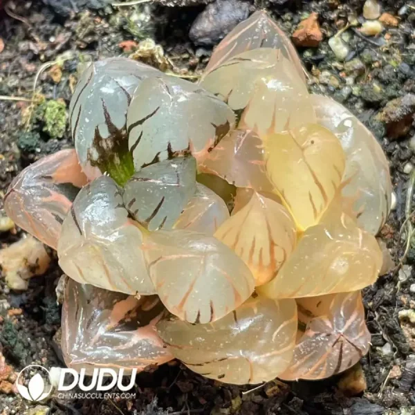 1756121496-e201-828.webp Haworthia Underwater Moon - Image 1