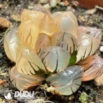 Haworthia Underwater Moon - Image 2