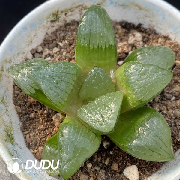 Haworthia Shipu Kang Ping - Image 1