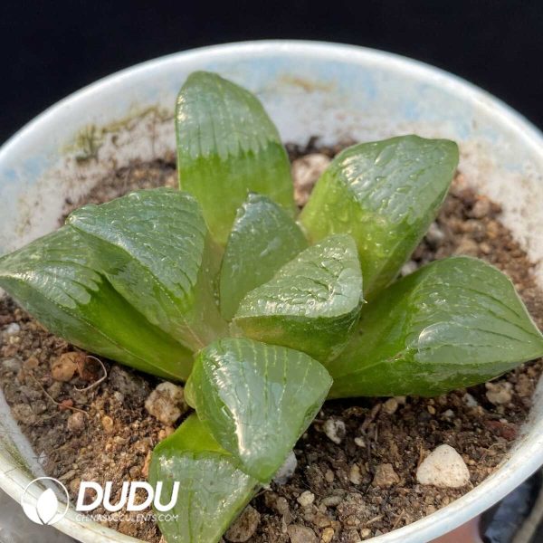 Haworthia Shipu Kang Ping - Image 2