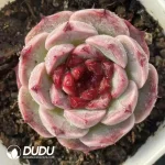 54Pcs Echeveria Garnet