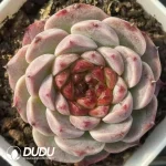 54Pcs Echeveria Garnet - Image 2