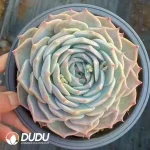 18Pcs Echeveria Pikachu