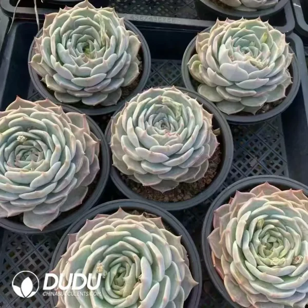 18Pcs Echeveria Pikachu - Image 2