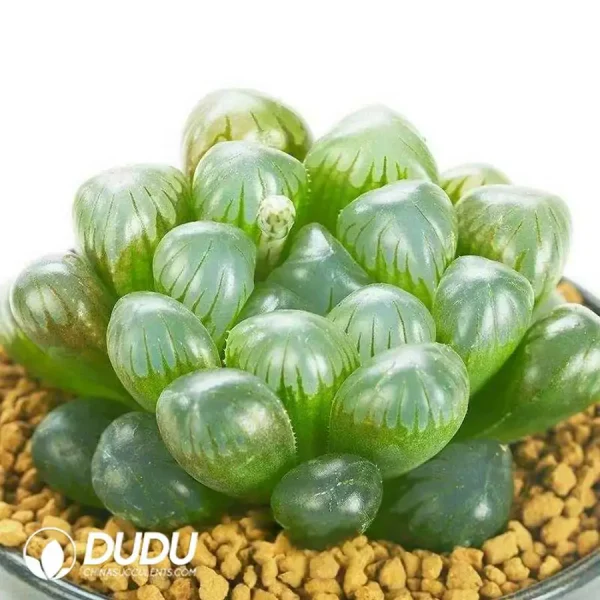 Haworthia Pan Light - Image 1