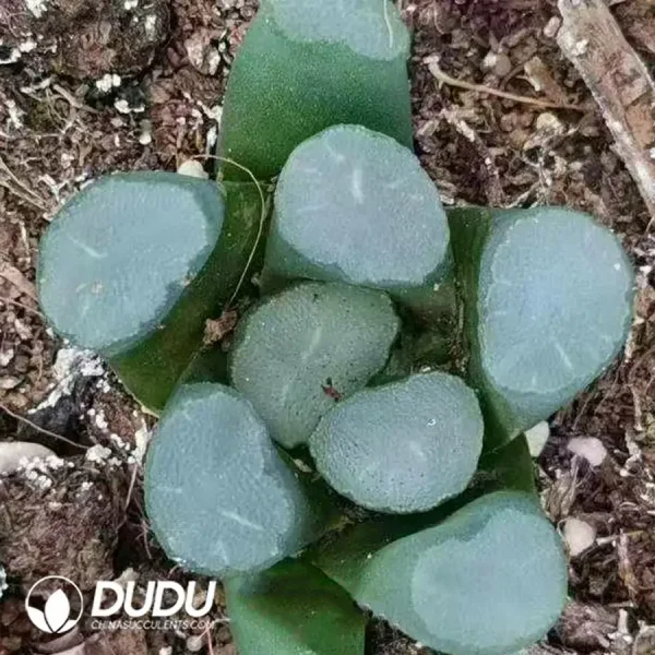 Haworthia Aurora Maughanii - Image 1