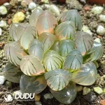 Haworthia neon light