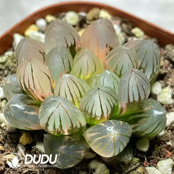 Haworthia neon light - Image 2