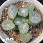 Haworthia Nan Ya Xing