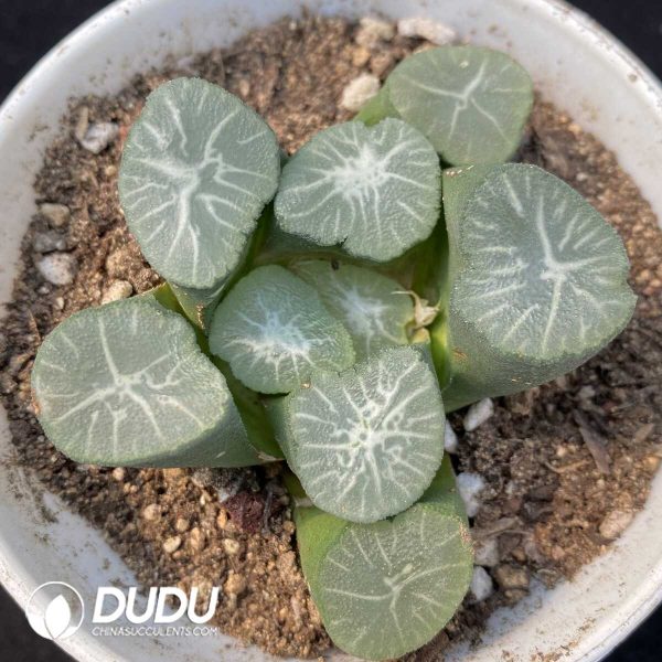 Haworthia Nan Ya Xing - Image 1