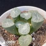 Haworthia Nan Ya Xing - Image 2