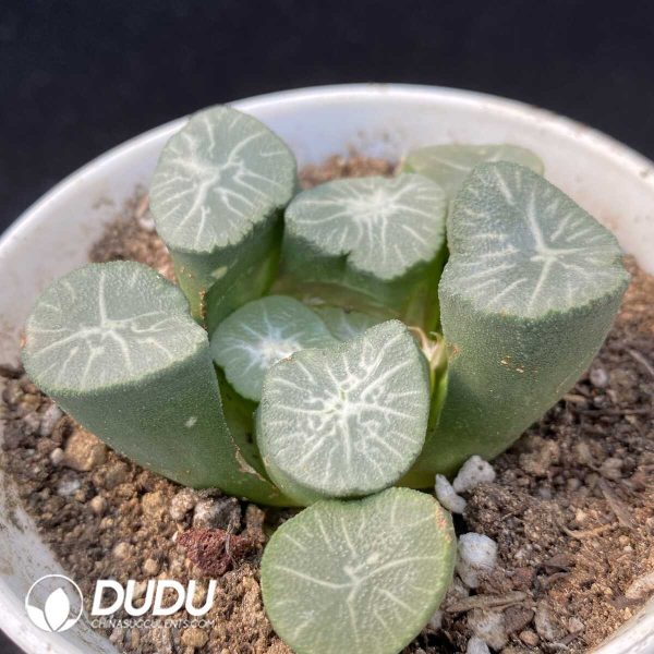 Haworthia Nan Ya Xing - Image 2