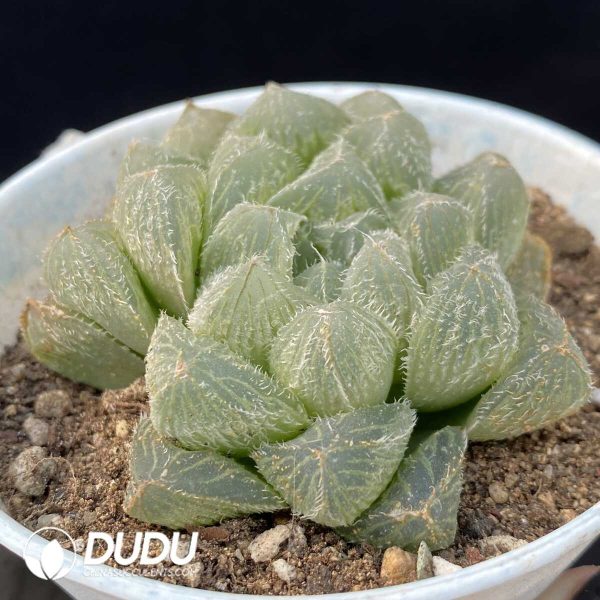 Haworthia Mao Yu Lu - Image 2