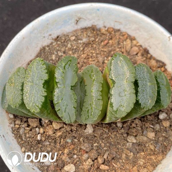 Haworthia Green Island Truncata - Image 1
